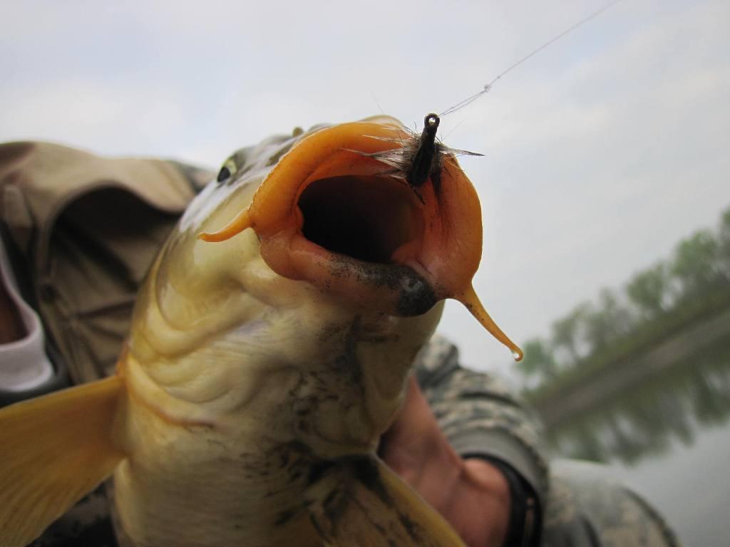 fish :) - carp-on-the-fly-march-23.jpg